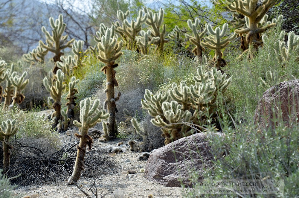 cactus-plant-705a.jpg