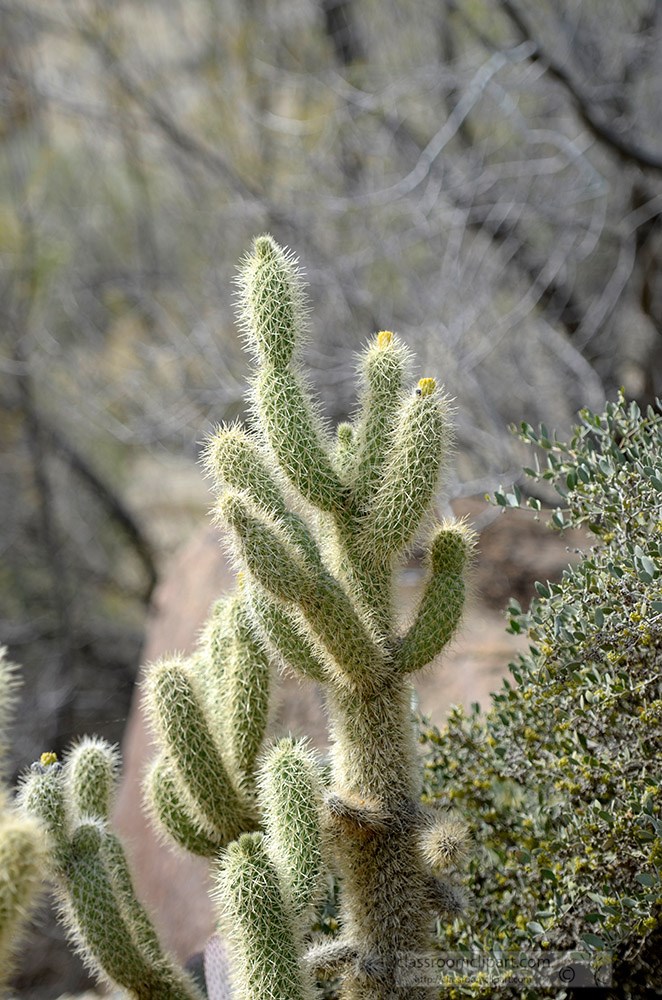 cactus-plant-717a.jpg