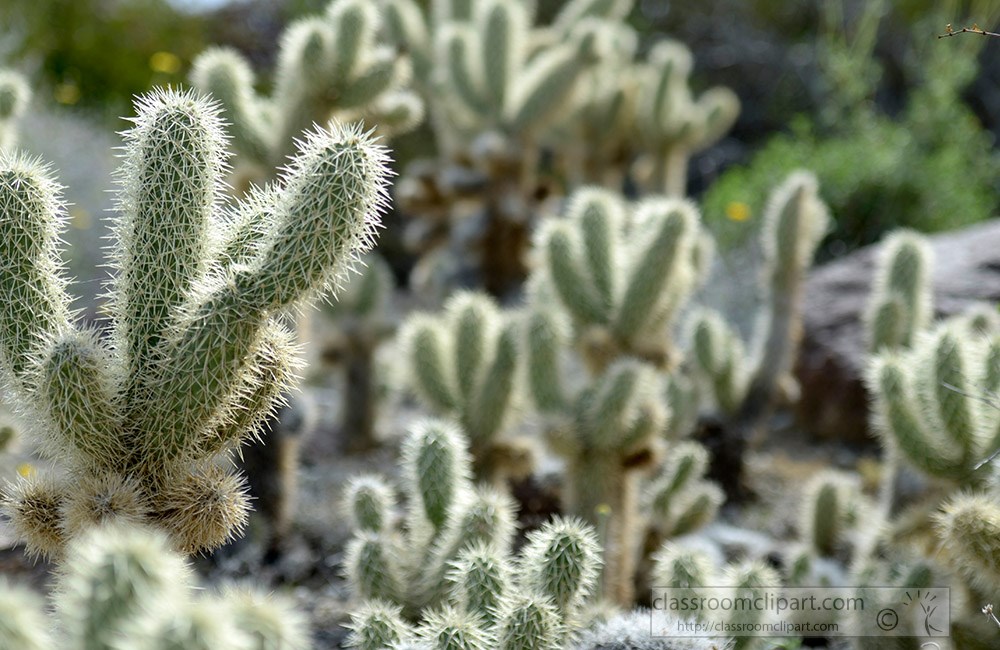 cactus-plant-723a.jpg