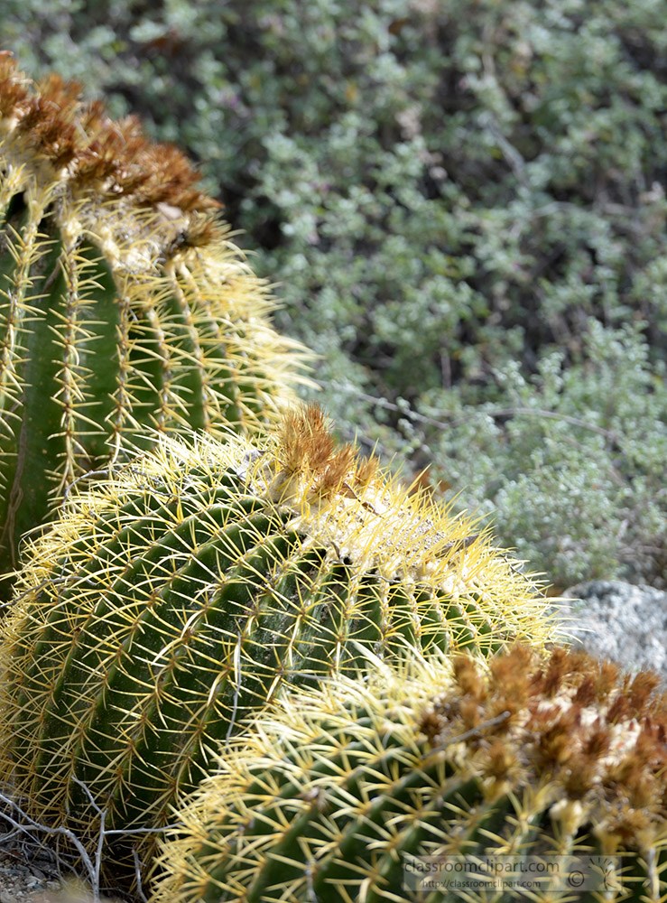 cactus-plant-793a.jpg
