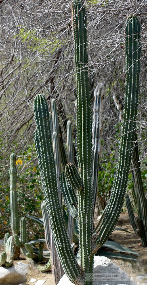 cactus-plant-796a.jpg