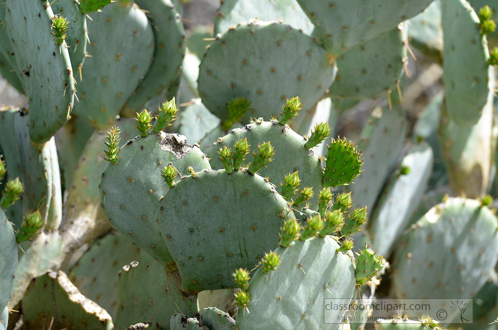 cactus-plant-848a.jpg