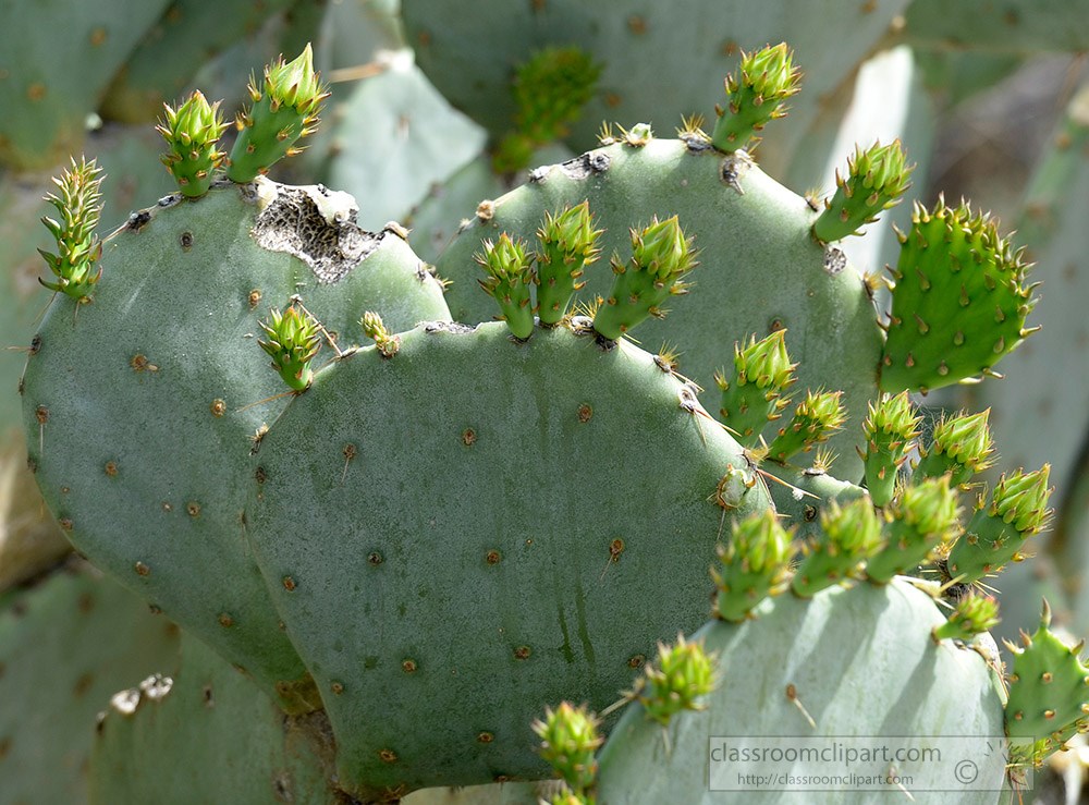 cactus-plant-848b.jpg