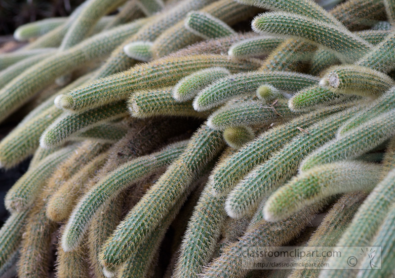 cactus-plant-closeup-3332.jpg