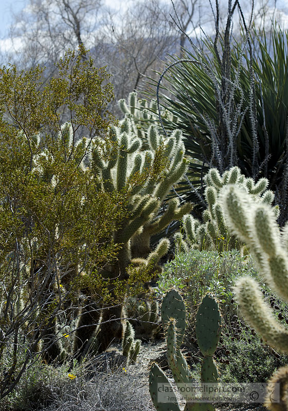 cholla_cacti_930.jpg