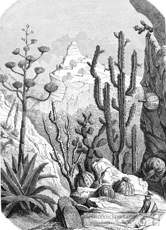desert-scene-with-variety-cactus-illustration-494tvw.jpg