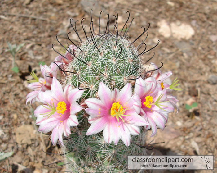 pincushion_cactus_flower.jpg