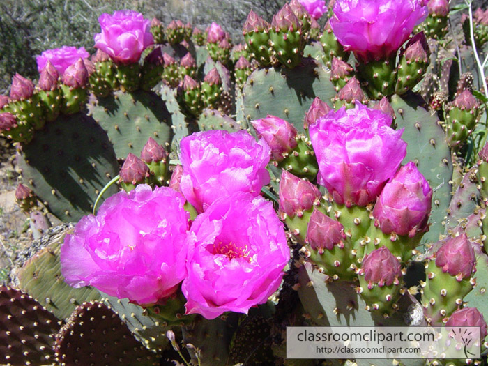 purple_cactus_flowers.jpg