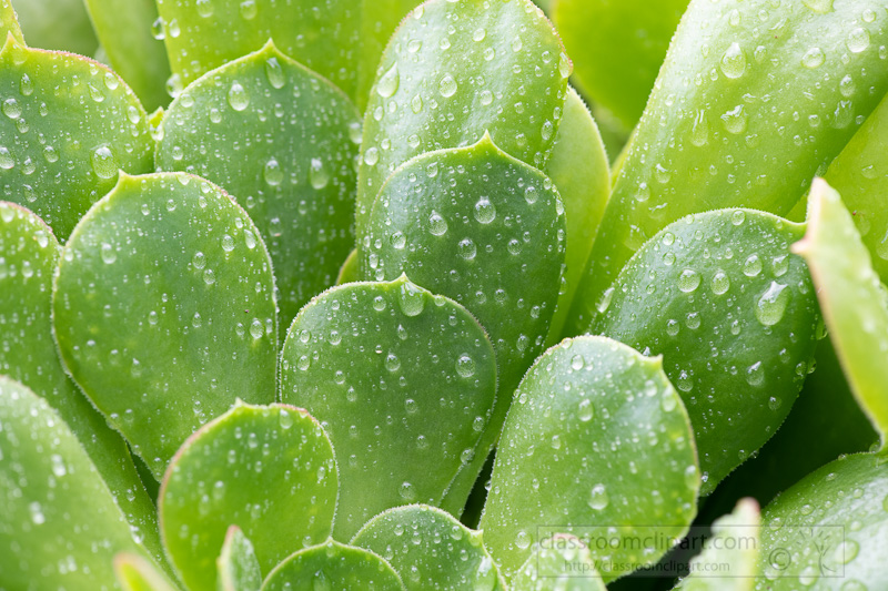 rain-drops-on-aeonium-leaves-succulent-plantbright-green-aeonium-rosettes-succulent-plant-02867.jpg
