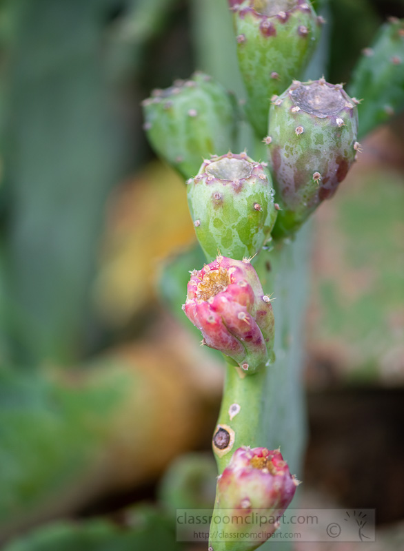 spiny-cacti-prickly-pear-plant-02920.jpg