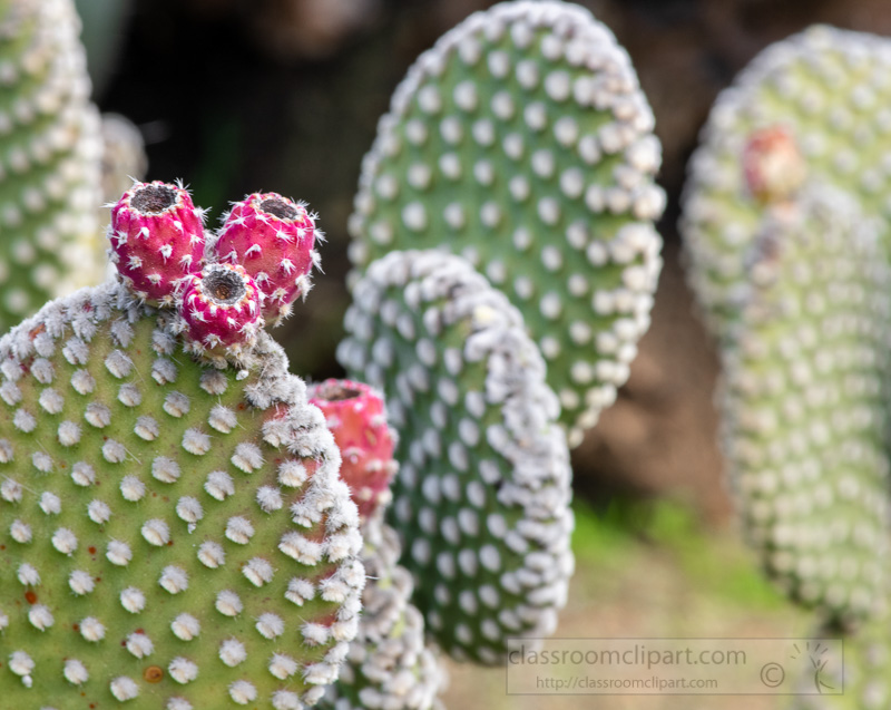 spiny-cacti-prickly-pear-plant-02926.jpg