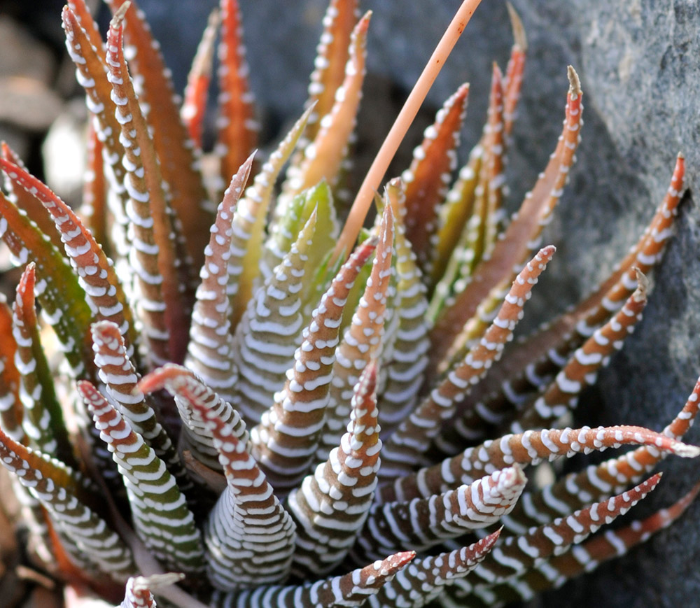 stripped-cactus-plant-846a.jpg
