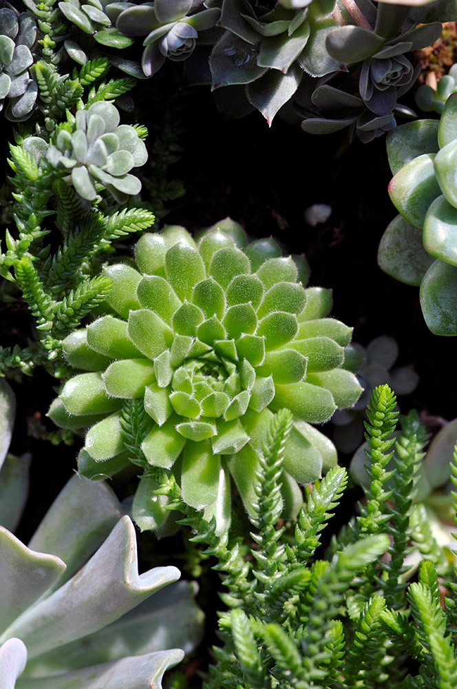 succulent-plant-839a.jpg