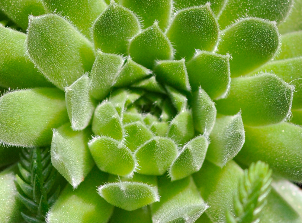 succulent-plant-839b.jpg