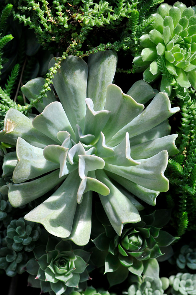 succulent-plant-83a.jpg