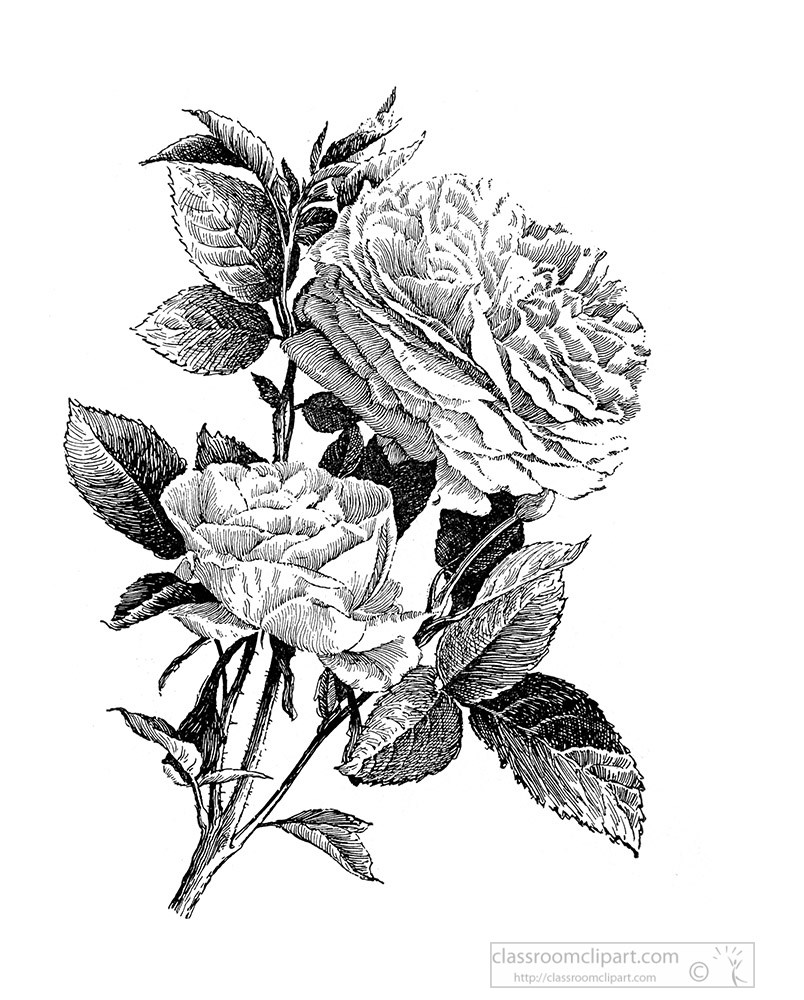 american-rose-black-and-white-illustrated-clipart.jpg