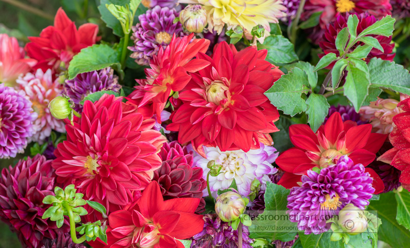 beautiful-multicolored-dahlias-close-up-00169.jpg