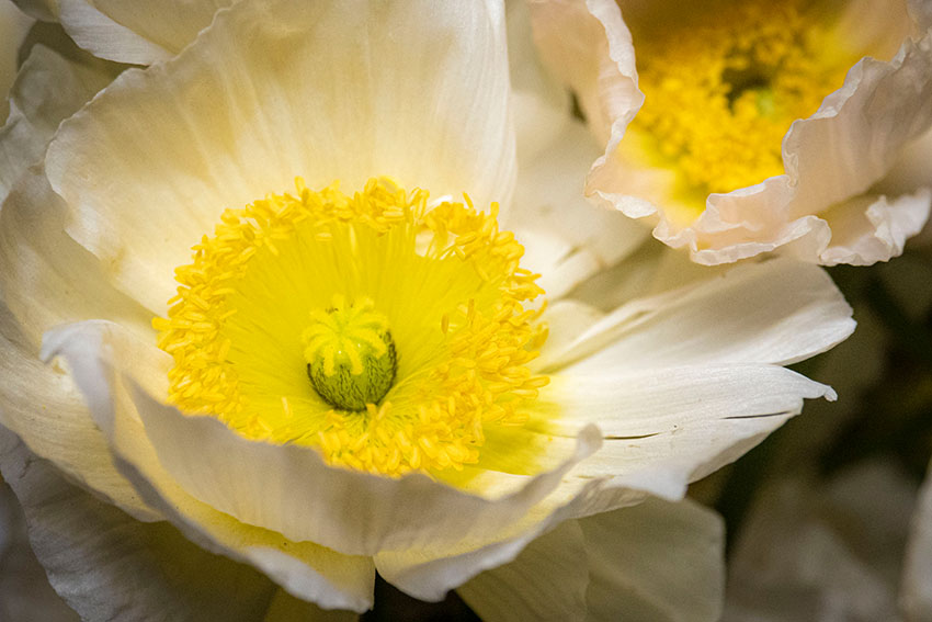 beautiful-white-and-yellow-flowers.jpg