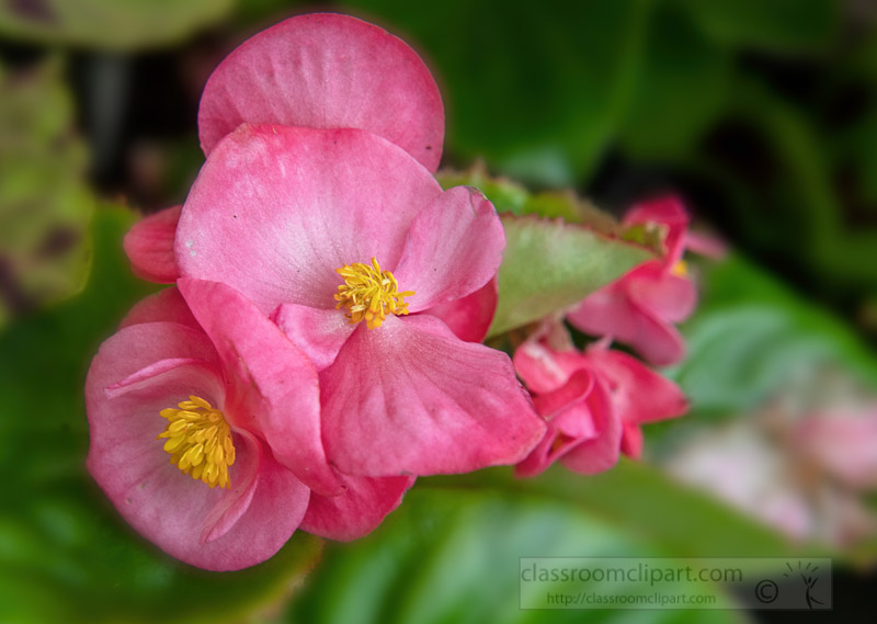 begonia-plant-with-pink-flowers-photo-image-7148.jpg