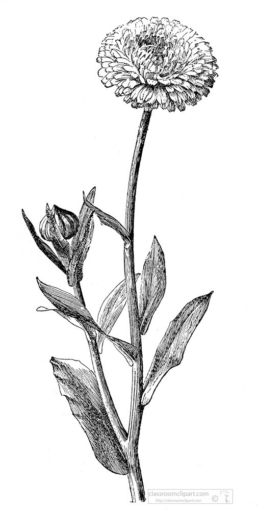 calendula-black-and-white-illustrated-clipart.jpg