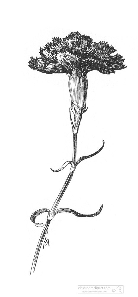 carnation-black-and-white-illustrated-clipart-3.jpg
