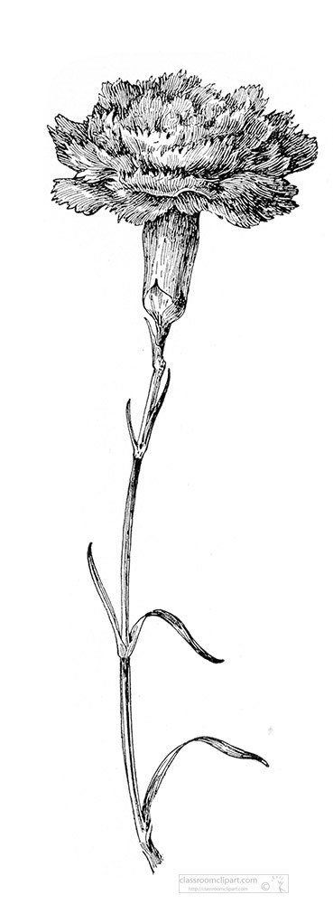 carnation-black-and-white-illustrated-clipart.jpg