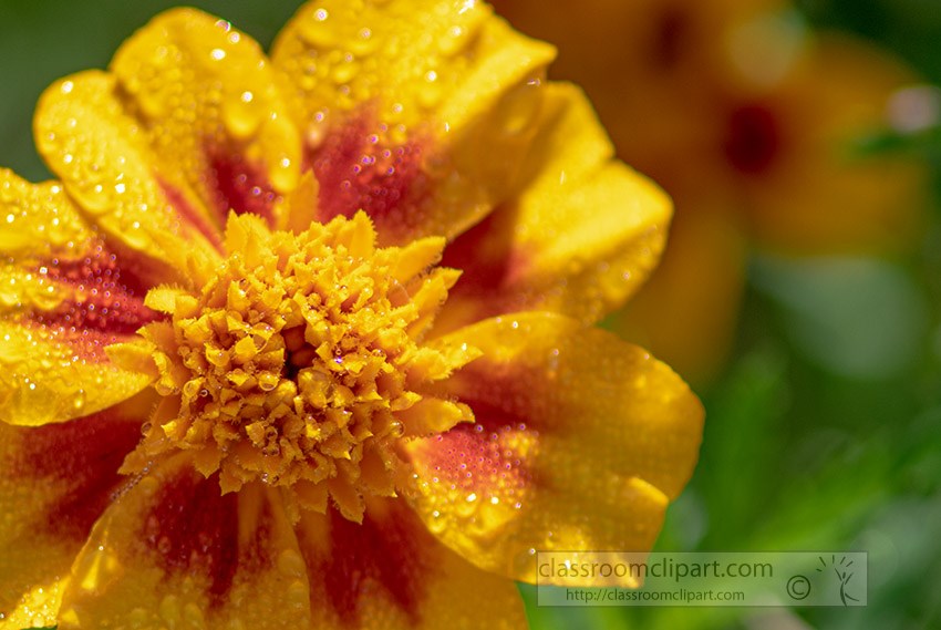 close-up-of-yellow-orange-marigold-flower.jpg