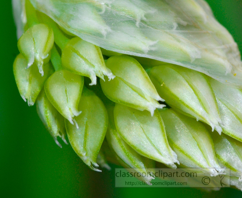 closeup-flowering-onion-plant-photo-424c.jpg