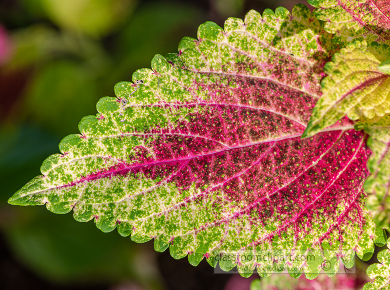 closeup-of-pink-green-yellow-coleus-leaf-500322.jpg