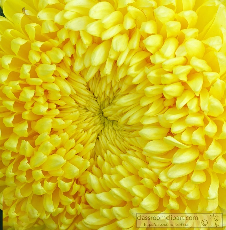 closeup-picture-yellow-mum-football-flower-2423.jpg