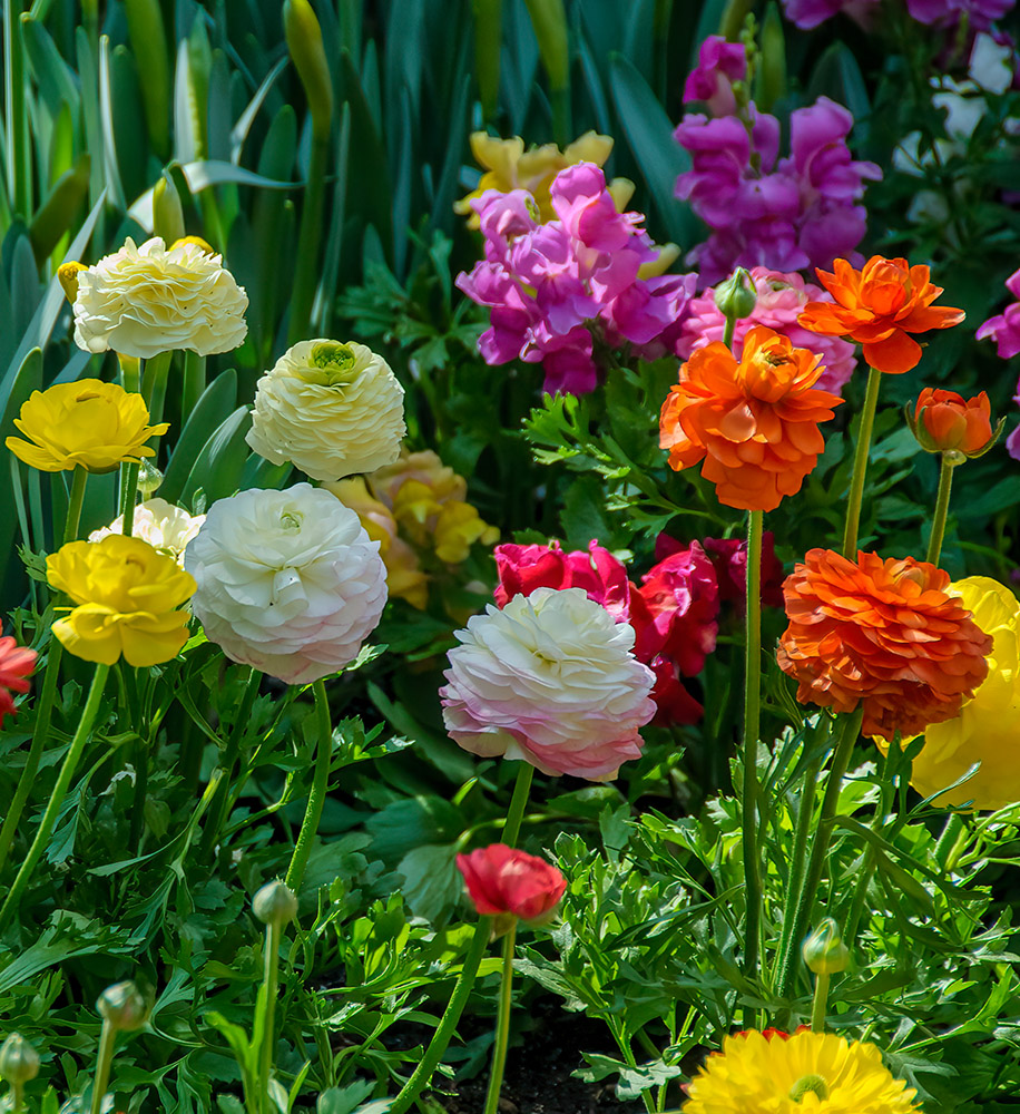 colorful-runuculus-flowers-in-a-garden.jpg