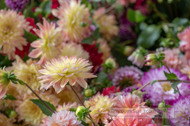 dahlia-bouquet-multi-petals-colored-162.jpg