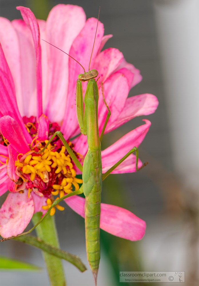 large-green-mantis-on-pink-zinnia-flower.jpg