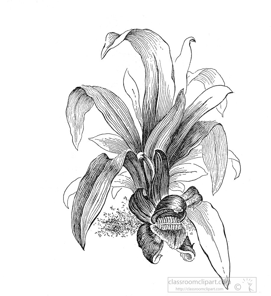 orchid-black-and-white-illustrated-clipart.jpg