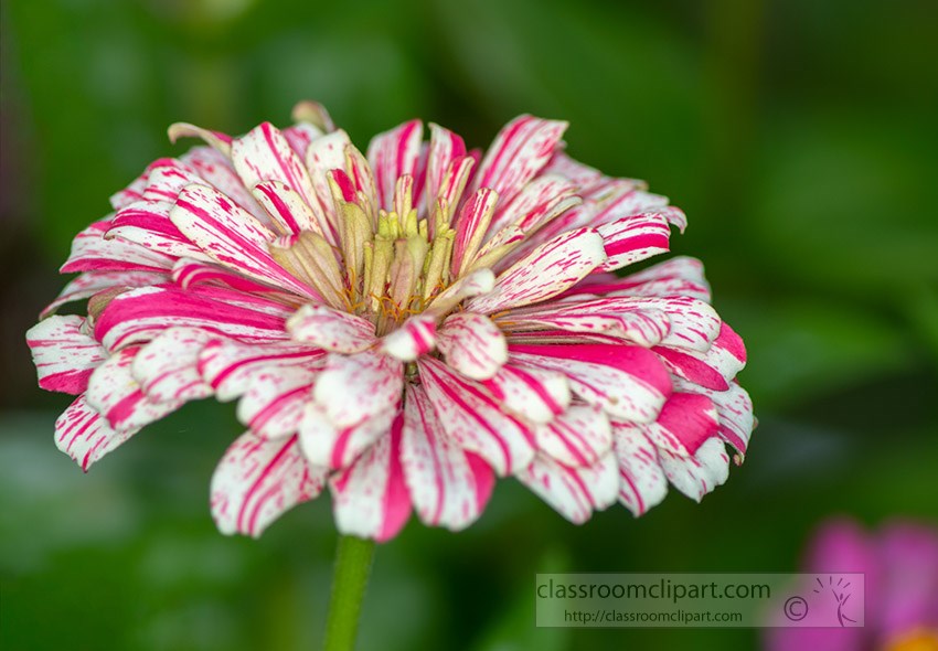 peppermint-zinnia-flower-in-full-bloom.jpg
