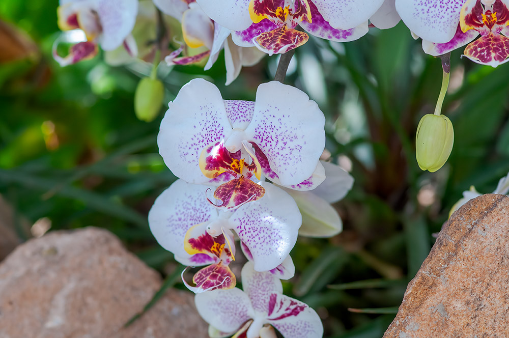 phalaenopsis-orchids-in-greenhouse-7896.jpg