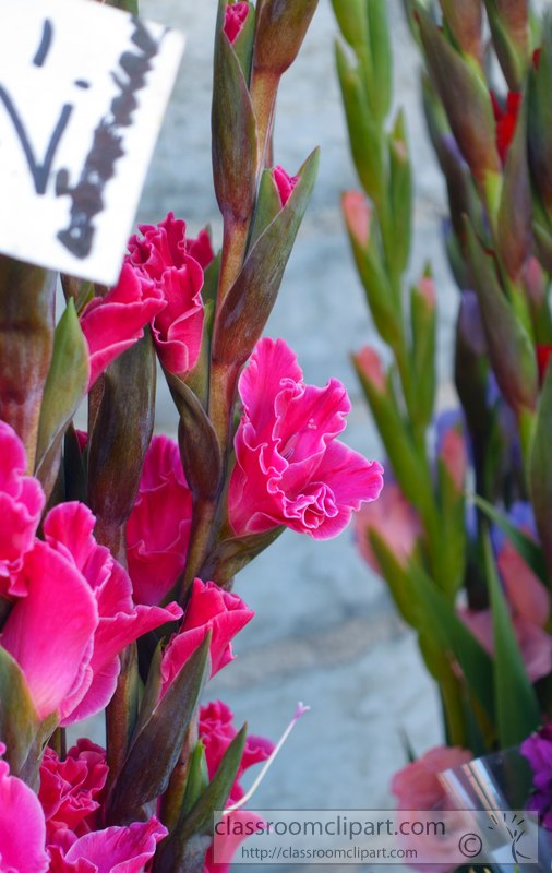 picture-of-bright-pink-gladiolus-2433A.jpg