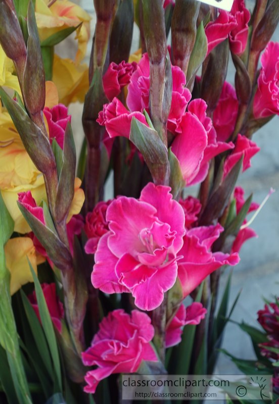 picture-of-bright-pink-gladiolus-431A.jpg