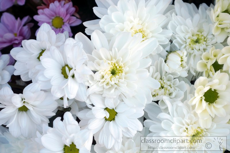 picture-of-white-daisies-2436A.jpg
