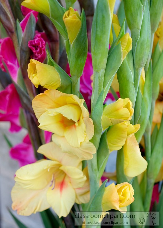 picture-of-yellow-gladiolus-flower-image-2432A.jpg