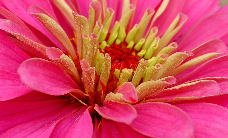 picture-red-pink-zinnia-flower-closeup-macro-00308.jpg