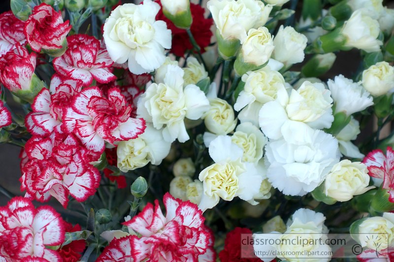 picture-white-red-miniture-carnation-flowers-2424a.jpg