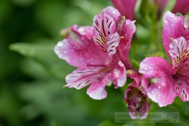 pink-alstroemeria-or-peruvian-lilly-flowering-plant-02862.jpg
