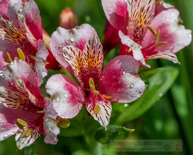 pink-alstroemeria-or-peruvian-lilly-plant-02978.jpg