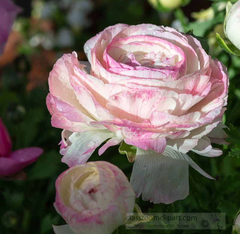 pink-ranunculus-flower-plant-03047.jpg