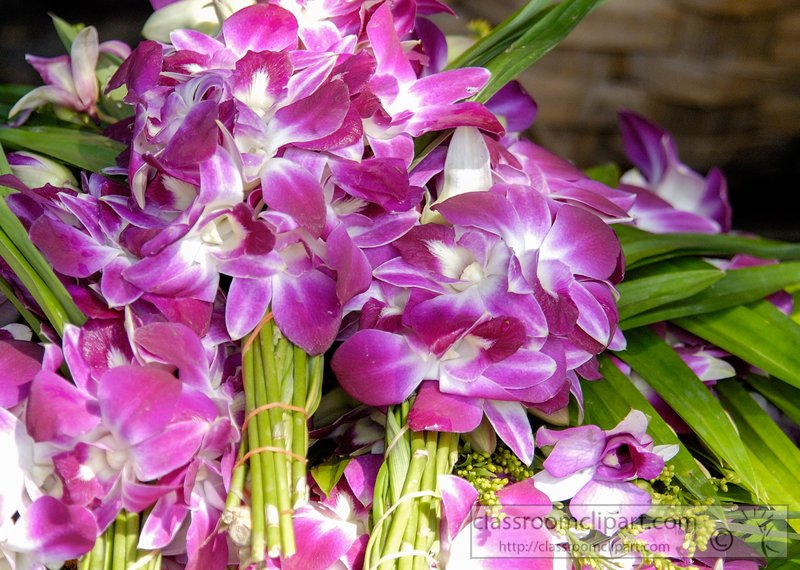 purple-dendrobium-orchids-016-2015.jpg