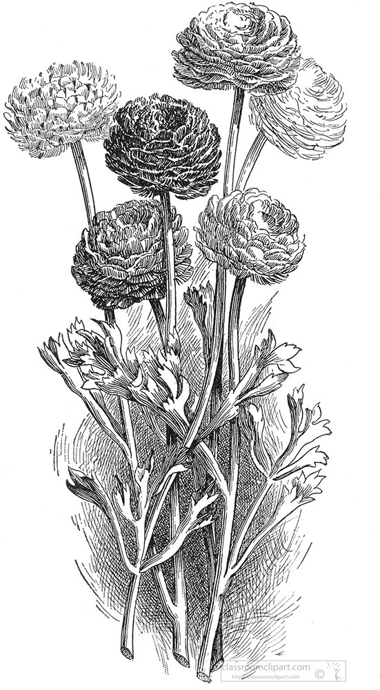 ranunculus-black-and-white-illustrated-clipart.jpg