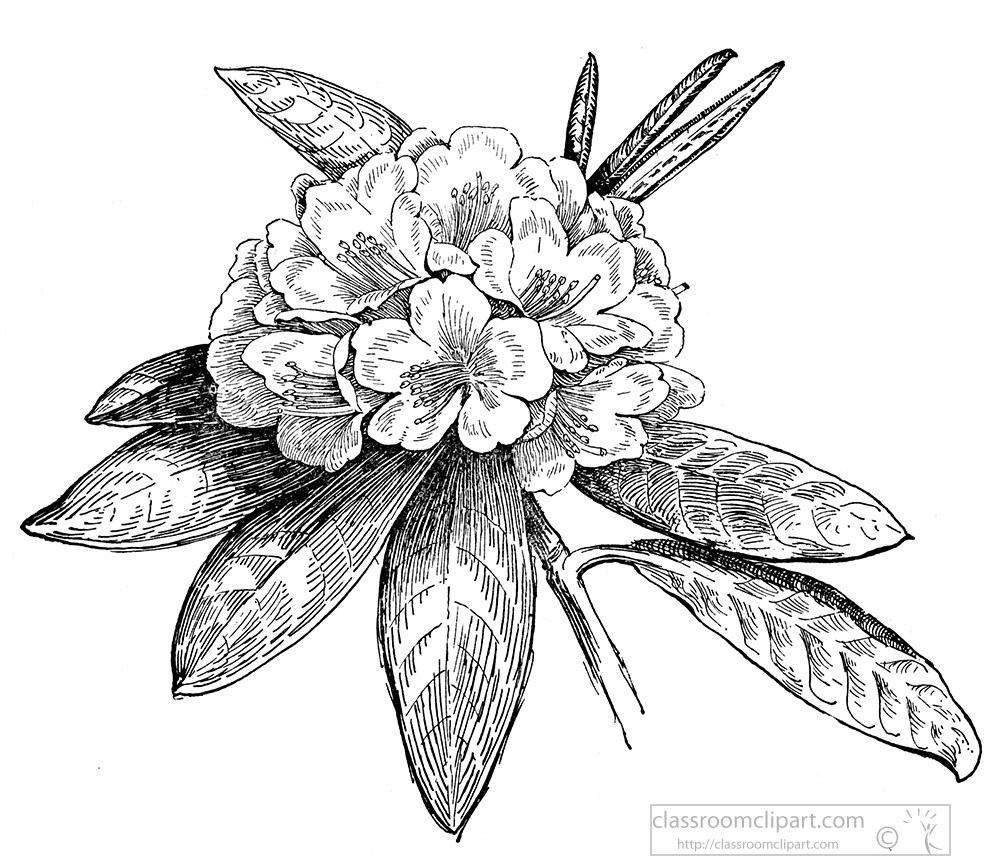 rhododendron-black-and-white-illustrated-clipart.jpg
