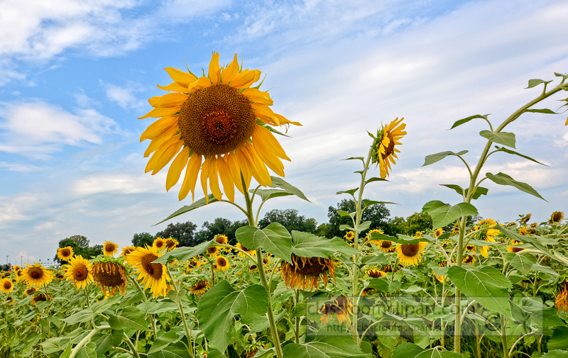 sunflower-growing-in-field-cloudy-sky-photo-image-4471AE.jpg