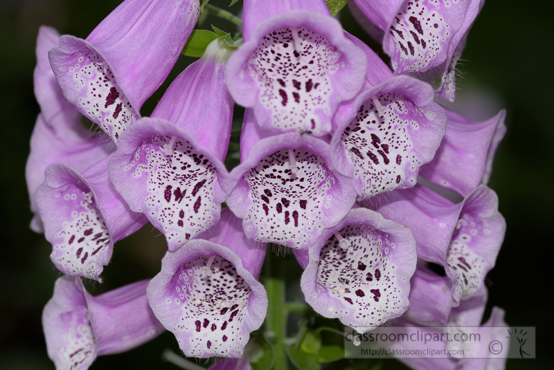 tubular-shaped-closeup-purple-foxglove-flower-photo-image-275.jpg
